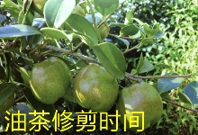 油茶修剪旉与树(wi)形培? />
</div>
<div id=